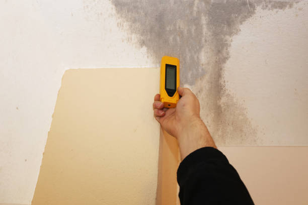 Best Real Estate Mold Inspection  in Ocala, FL