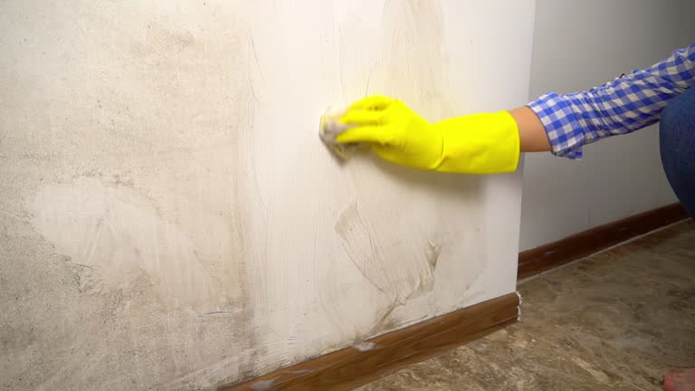  Ocala, FL Mold Removal Pros