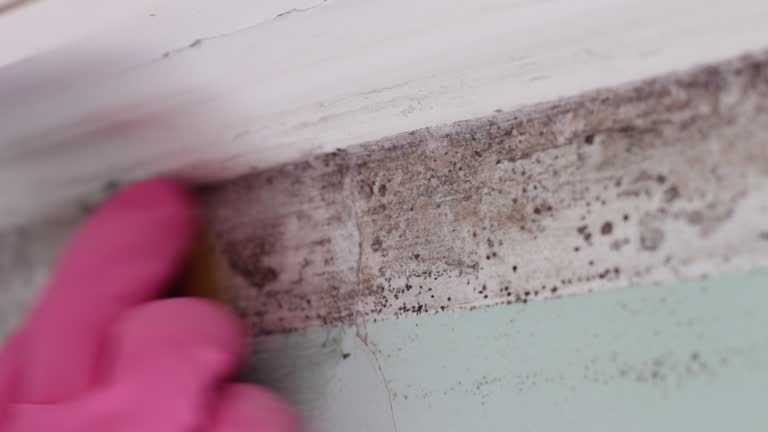 Best Comprehensive Air Testing for Mold Contaminants  in Ocala, FL